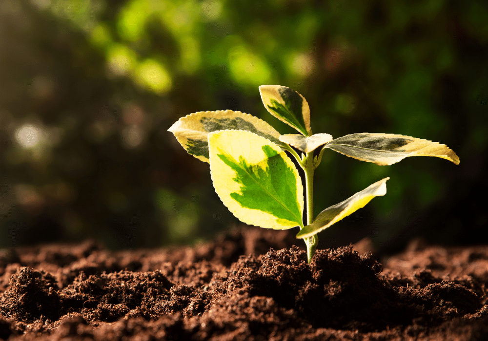 Sprout growing from dirt